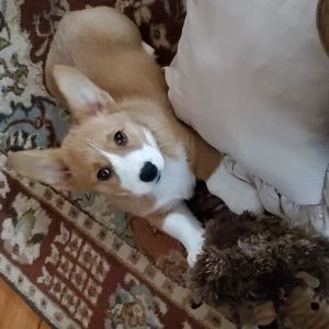 Puppers